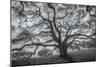 Wild Oak Tree in Black and White, Petaluma, California-null-Mounted Photographic Print