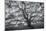 Wild Oak Tree in Black and White, Petaluma, California-null-Mounted Photographic Print