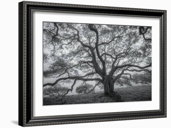 Wild Oak Tree in Black and White, Petaluma, California-null-Framed Photographic Print