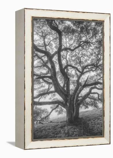 Wild Oak Tree in Black and White Portait, Petaluma, California-null-Framed Premier Image Canvas