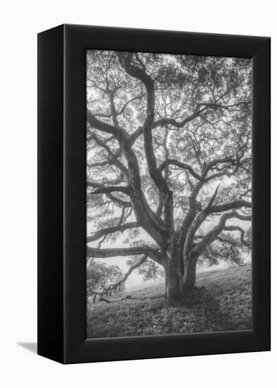 Wild Oak Tree in Black and White Portait, Petaluma, California-null-Framed Premier Image Canvas