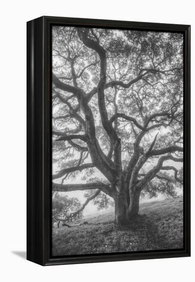 Wild Oak Tree in Black and White Portait, Petaluma, California-null-Framed Premier Image Canvas