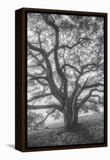 Wild Oak Tree in Black and White Portait, Petaluma, California-null-Framed Premier Image Canvas