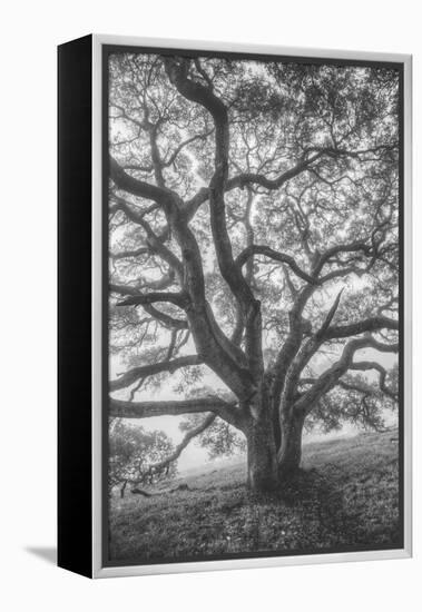 Wild Oak Tree in Black and White Portait, Petaluma, California-null-Framed Premier Image Canvas