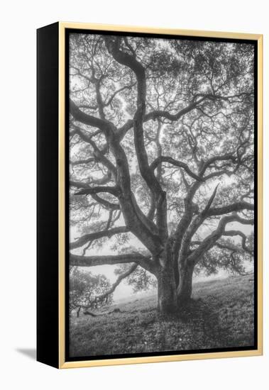 Wild Oak Tree in Black and White Portait, Petaluma, California-null-Framed Premier Image Canvas