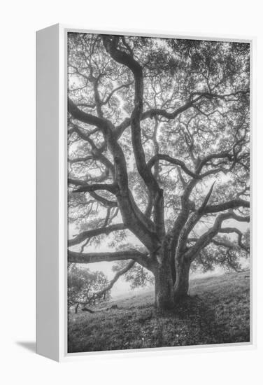 Wild Oak Tree in Black and White Portait, Petaluma, California-null-Framed Premier Image Canvas