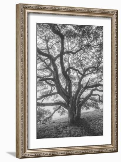 Wild Oak Tree in Black and White Portait, Petaluma, California-null-Framed Photographic Print