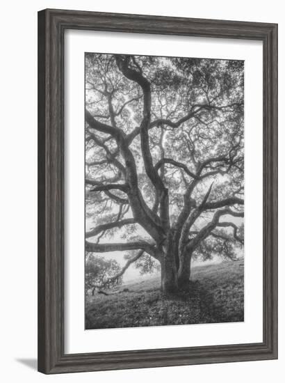 Wild Oak Tree in Black and White Portait, Petaluma, California-null-Framed Photographic Print