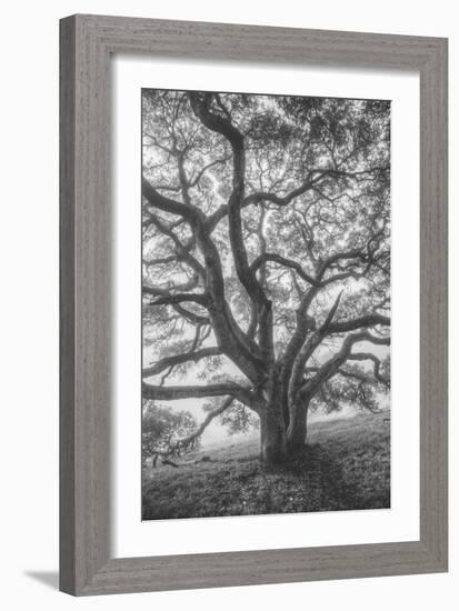 Wild Oak Tree in Black and White Portait, Petaluma, California-null-Framed Photographic Print