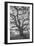 Wild Oak Tree in Black and White Portait, Petaluma, California-null-Framed Photographic Print