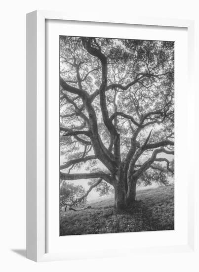 Wild Oak Tree in Black and White Portait, Petaluma, California-null-Framed Photographic Print