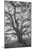 Wild Oak Tree in Black and White Portait, Petaluma, California-null-Mounted Photographic Print