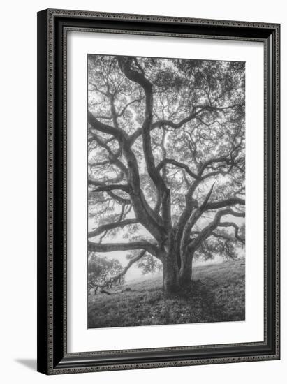 Wild Oak Tree in Black and White Portait, Petaluma, California--Framed Photographic Print