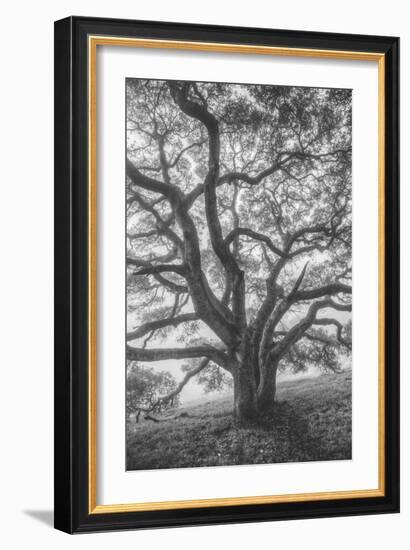 Wild Oak Tree in Black and White Portait, Petaluma, California-null-Framed Photographic Print