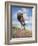 Wild Oats-Jack Sorenson-Framed Art Print