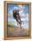 Wild Oats-Jack Sorenson-Framed Stretched Canvas