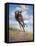 Wild Oats-Jack Sorenson-Framed Stretched Canvas