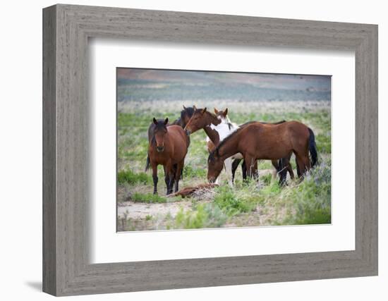 Wild or feral horses populate large areas of the Great American Desert in states such as Nevada and-Richard Wright-Framed Photographic Print