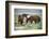 Wild or feral horses populate large areas of the Great American Desert in states such as Nevada and-Richard Wright-Framed Photographic Print