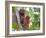 Wild Orangutans in Arboral Settings in Rainforest Near Sepilok, Borneo-Mark Hannaford-Framed Photographic Print