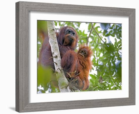 Wild Orangutans in Arboral Settings in Rainforest Near Sepilok, Borneo-Mark Hannaford-Framed Photographic Print