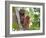 Wild Orangutans in Arboral Settings in Rainforest Near Sepilok, Borneo-Mark Hannaford-Framed Photographic Print