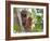 Wild Orangutans in Arboral Settings in Rainforest Near Sepilok, Borneo-Mark Hannaford-Framed Photographic Print