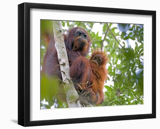 Wild Orangutans in Arboral Settings in Rainforest Near Sepilok, Borneo-Mark Hannaford-Framed Photographic Print