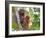 Wild Orangutans in Arboral Settings in Rainforest Near Sepilok, Borneo-Mark Hannaford-Framed Photographic Print