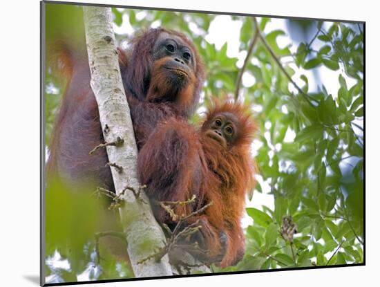 Wild Orangutans in Arboral Settings in Rainforest Near Sepilok, Borneo-Mark Hannaford-Mounted Photographic Print