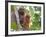 Wild Orangutans in Arboral Settings in Rainforest Near Sepilok, Borneo-Mark Hannaford-Framed Photographic Print