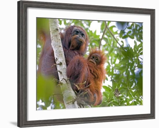 Wild Orangutans in Arboral Settings in Rainforest Near Sepilok, Borneo-Mark Hannaford-Framed Photographic Print