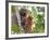 Wild Orangutans in Arboral Settings in Rainforest Near Sepilok, Borneo-Mark Hannaford-Framed Photographic Print