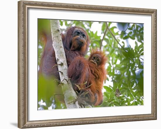 Wild Orangutans in Arboral Settings in Rainforest Near Sepilok, Borneo-Mark Hannaford-Framed Photographic Print