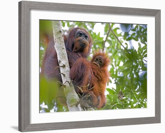 Wild Orangutans in Arboral Settings in Rainforest Near Sepilok, Borneo-Mark Hannaford-Framed Photographic Print