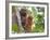 Wild Orangutans in Arboral Settings in Rainforest Near Sepilok, Borneo-Mark Hannaford-Framed Photographic Print