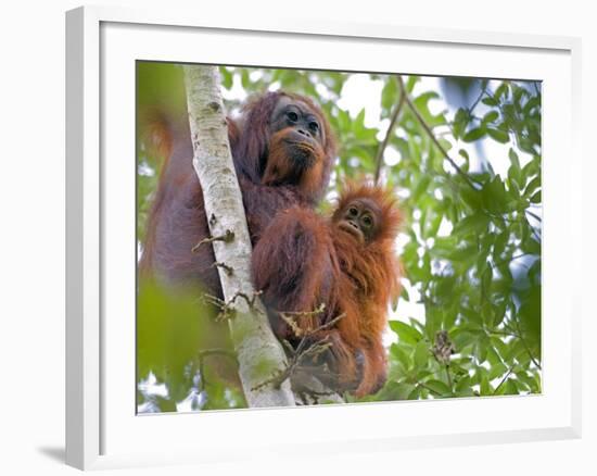 Wild Orangutans in Arboral Settings in Rainforest Near Sepilok, Borneo-Mark Hannaford-Framed Photographic Print