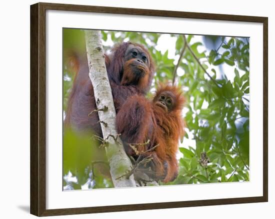 Wild Orangutans in Arboral Settings in Rainforest Near Sepilok, Borneo-Mark Hannaford-Framed Photographic Print