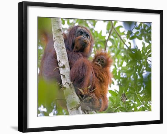 Wild Orangutans in Arboral Settings in Rainforest Near Sepilok, Borneo-Mark Hannaford-Framed Photographic Print