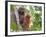 Wild Orangutans in Arboral Settings in Rainforest Near Sepilok, Borneo-Mark Hannaford-Framed Photographic Print