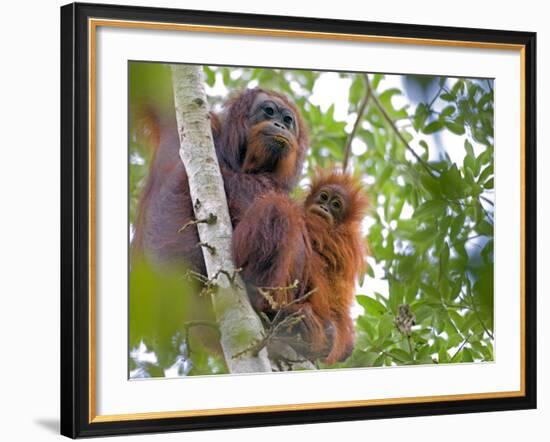 Wild Orangutans in Arboral Settings in Rainforest Near Sepilok, Borneo-Mark Hannaford-Framed Photographic Print