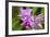 Wild Orchid, Cloud Forest, Upper Madre De Dios River, Peru-Howie Garber-Framed Photographic Print