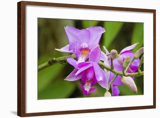 Wild Orchid, Cloud Forest, Upper Madre De Dios River, Peru-Howie Garber-Framed Photographic Print