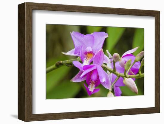 Wild Orchid, Cloud Forest, Upper Madre De Dios River, Peru-Howie Garber-Framed Photographic Print