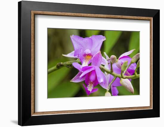 Wild Orchid, Cloud Forest, Upper Madre De Dios River, Peru-Howie Garber-Framed Photographic Print