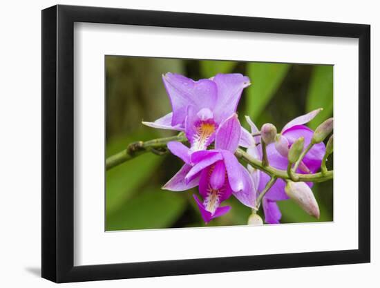 Wild Orchid, Cloud Forest, Upper Madre De Dios River, Peru-Howie Garber-Framed Photographic Print