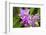 Wild Orchid, Cloud Forest, Upper Madre De Dios River, Peru-Howie Garber-Framed Photographic Print