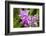 Wild Orchid, Cloud Forest, Upper Madre De Dios River, Peru-Howie Garber-Framed Photographic Print