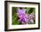 Wild Orchid, Cloud Forest, Upper Madre De Dios River, Peru-Howie Garber-Framed Photographic Print