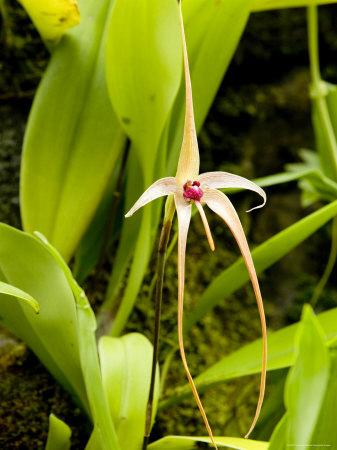 Wild Orchid From Southeast Asia Singapore Photographic Print By